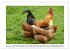 Glückliche Freilandhühner... - Bild 7