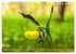 Orchideenzeit auf der Schwäbischen Alb... - Bild 15