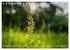Orchideenzeit auf der Schwäbischen Alb... - Bild 3