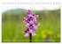 Orchideenzeit auf der Schwäbischen Alb... - Bild 4