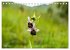 Orchideenzeit auf der Schwäbischen Alb... - Bild 8