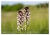 Orchideenzeit auf der Schwäbischen Alb... - Bild 10