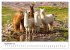 Lamas in Südamerika (hochwertiger... - Bild 14