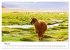 Lamas in Südamerika (hochwertiger... - Bild 10