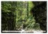 Traumhafte Wälder (hochwertiger... - Bild 11