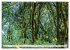 Traumhafte Wälder (hochwertiger... - Bild 9