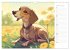 Dackel (Wandkalender 2026 DIN A3 quer),... - Bild 8