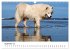 Ein Samojede am Meer (Wandkalender 2026... - Bild 15