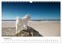 Ein Samojede am Meer (Wandkalender 2026... - Bild 8