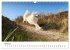 Ein Samojede am Meer (Wandkalender 2026... - Bild 10