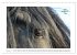 Friesen - elegant und kraftvoll... - Bild 11