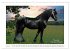 Friesen - elegant und kraftvoll... - Bild 12