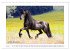 Friesen - elegant und kraftvoll... - Bild 13
