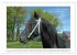 Friesen - elegant und kraftvoll... - Bild 15