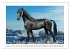 Friesen - elegant und kraftvoll... - Bild 5