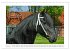 Friesen - elegant und kraftvoll... - Bild 7