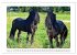 Friesen - elegant und kraftvoll... - Bild 8