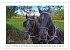Friesen - elegant und kraftvoll... - Bild 9