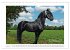 Friesen - elegant und kraftvoll... - Bild 10