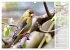 Finkenparade (Wandkalender 2026 DIN A3... - Bild 11