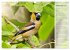 Finkenparade (Wandkalender 2026 DIN A3... - Bild 15