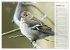 Finkenparade (Wandkalender 2026 DIN A3... - Bild 3