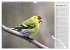 Finkenparade (Wandkalender 2026 DIN A3... - Bild 4