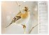 Finkenparade (Wandkalender 2026 DIN A3... - Bild 5