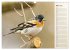 Finkenparade (Wandkalender 2026 DIN A3... - Bild 9