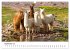 Lamas in Südamerika (Wandkalender 2026... - Bild 15