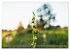 Orchideenzeit auf der Schwäbischen Alb... - Bild 11