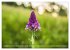Orchideenzeit auf der Schwäbischen Alb... - Bild 12