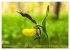 Orchideenzeit auf der Schwäbischen Alb... - Bild 15