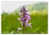 Orchideenzeit auf der Schwäbischen Alb... - Bild 7