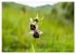 Orchideenzeit auf der Schwäbischen Alb... - Bild 8