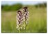 Orchideenzeit auf der Schwäbischen Alb... - Bild 10