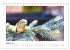 Zauberhafte Rotkehlchen (Tischkalender... - Bild 14