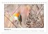 Zauberhafte Rotkehlchen (Tischkalender... - Bild 15