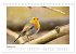 Zauberhafte Rotkehlchen (Tischkalender... - Bild 3
