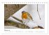 Zauberhafte Rotkehlchen (Tischkalender... - Bild 8