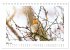 Zauberhafte Rotkehlchen (Tischkalender... - Bild 9