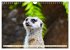Goldige Erdmännchen (Wandkalender 2026... - Bild 11