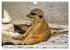 Goldige Erdmännchen (Wandkalender 2026... - Bild 12