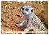 Goldige Erdmännchen (Wandkalender 2026... - Bild 3