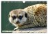 Goldige Erdmännchen (Wandkalender 2026... - Bild 8