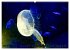 In der Welt der Medusen (Wandkalender... - Bild 3