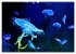 In der Welt der Medusen (Wandkalender... - Bild 7