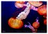 In der Welt der Medusen (Wandkalender... - Bild 10
