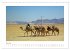 Urlaubsgefühle - mit Dromedaren... - Bild 13