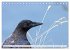 Rabenvögel - ganz nah (Tischkalender... - Bild 15